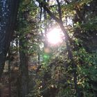 Herbstausflug, Abendstimmung im Wald