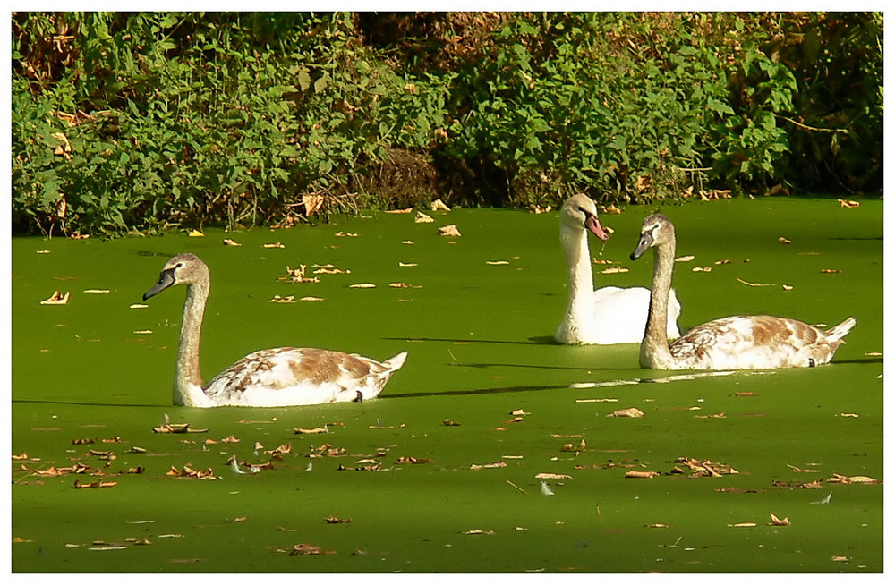 *Herbstausflug*