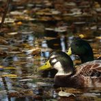 Herbstausflug