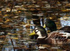 Herbstausflug