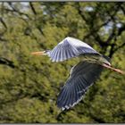 " Herbstausflug "  -- Graureiher (Ardea cinerea)