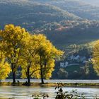 Herbstausflug in den Rheingau (6)