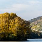 Herbstausflug in den Rheingau (8)