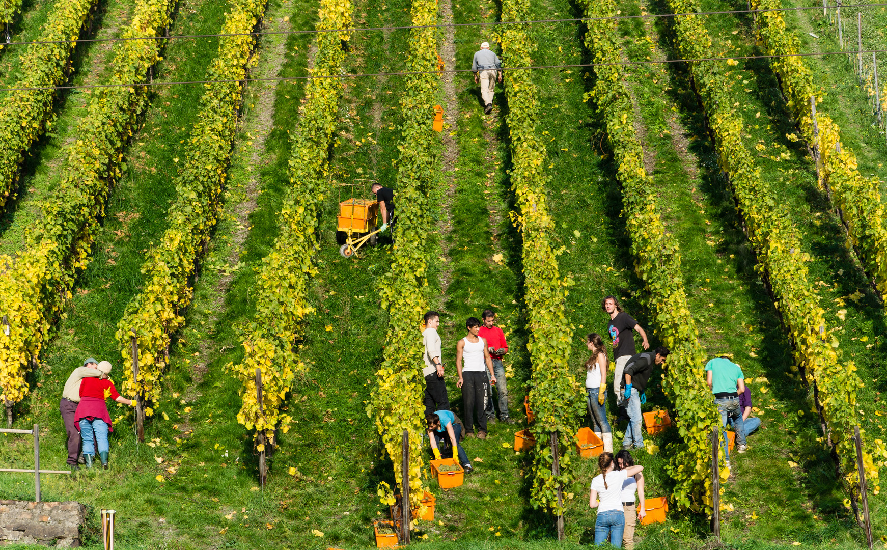 Herbstausflug in den Rheingau (9)