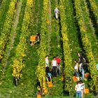 Herbstausflug in den Rheingau (9)