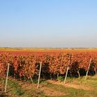 Herbstausflug in die Weinberge