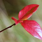 Herbstaustrieb