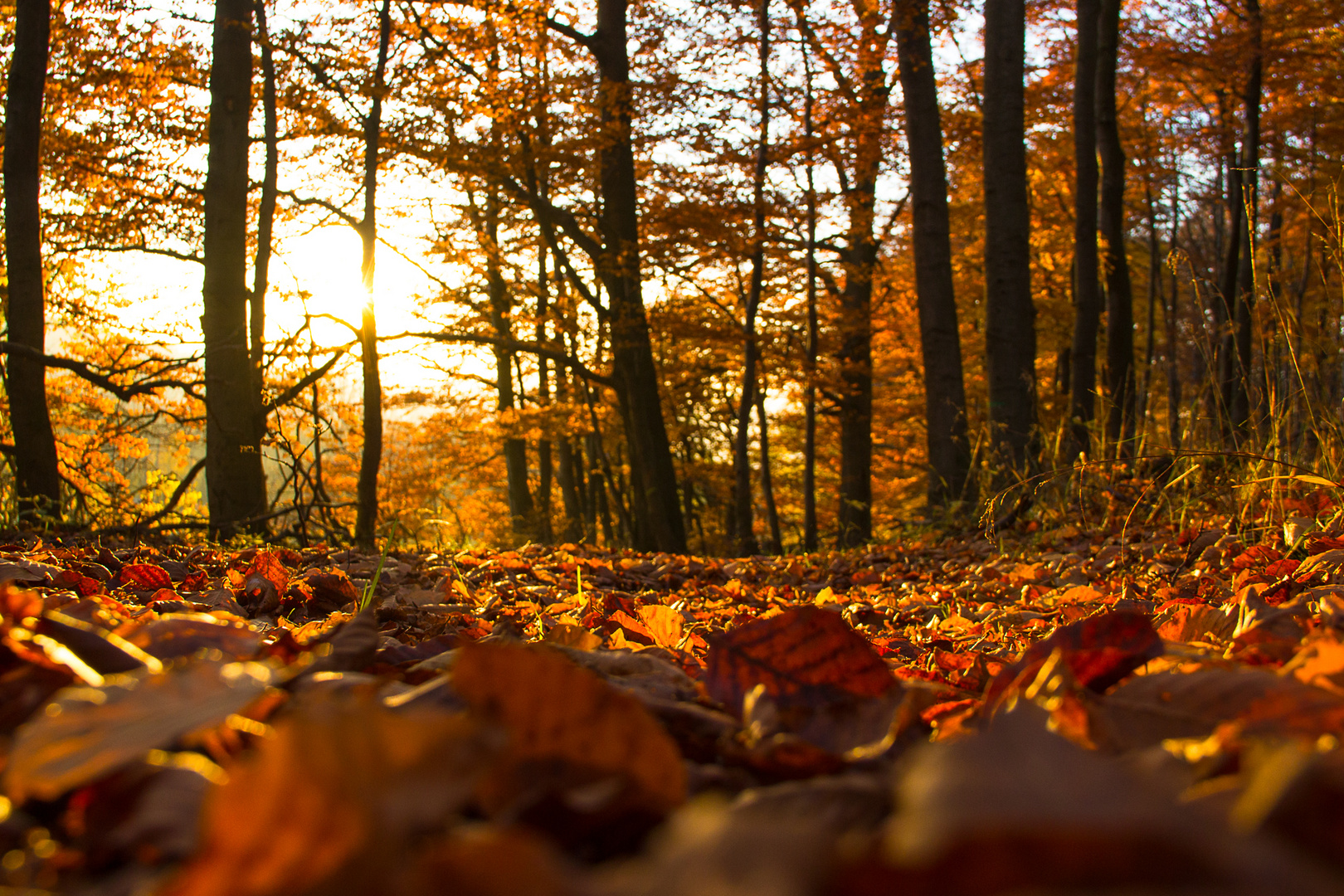 Herbst/Autum