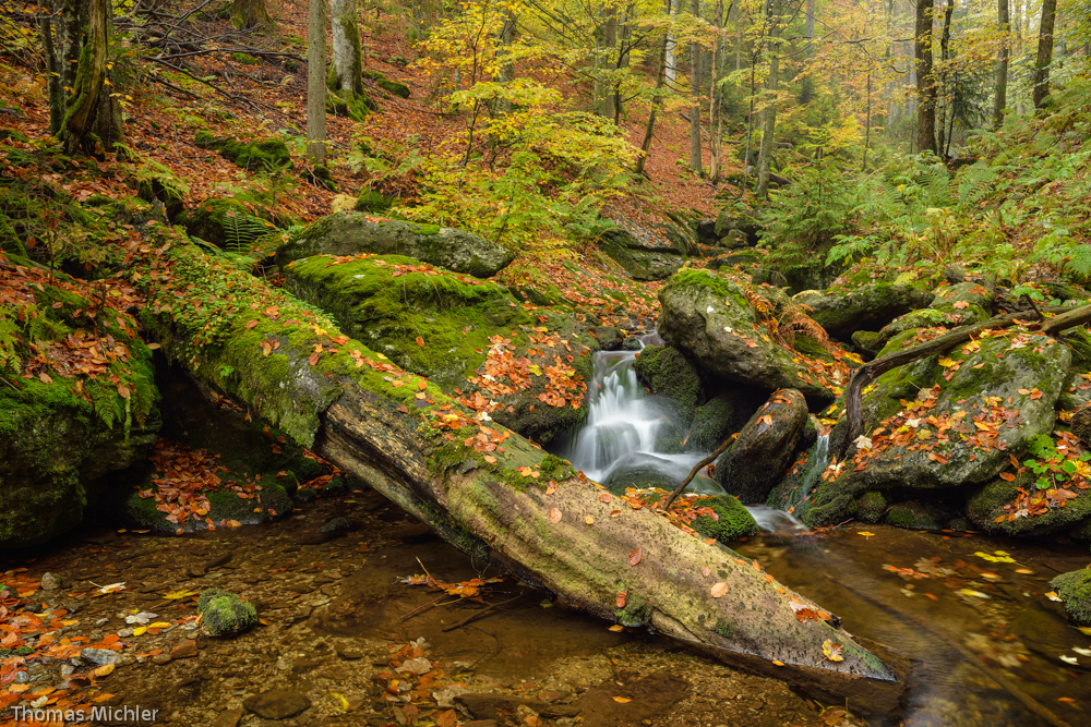 Herbstbach unterm Falkenstein