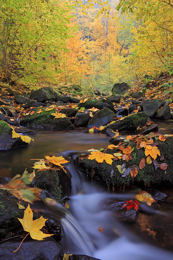 Herbstbächlein