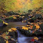 Herbstbächlein