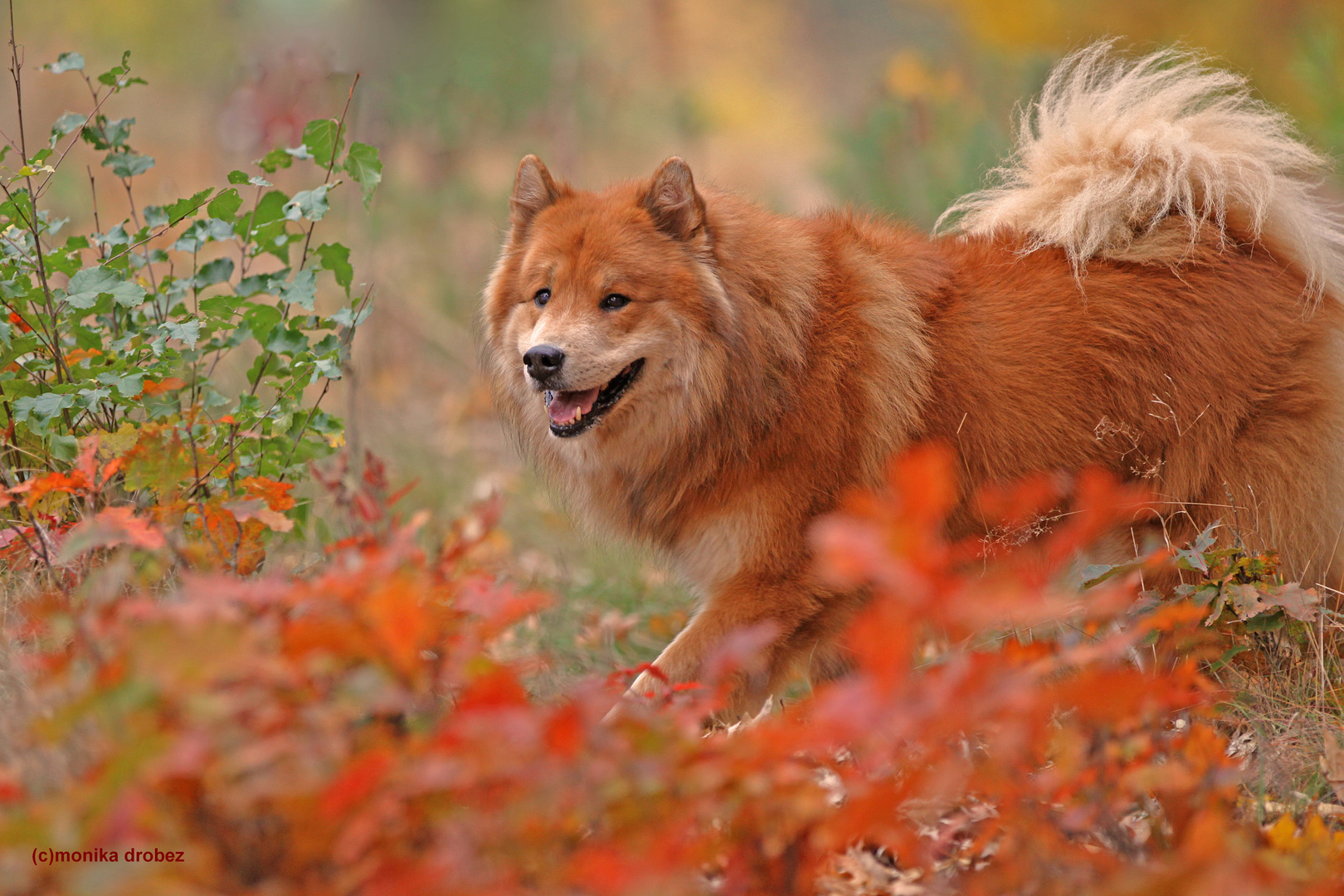 ...Herbstbär...