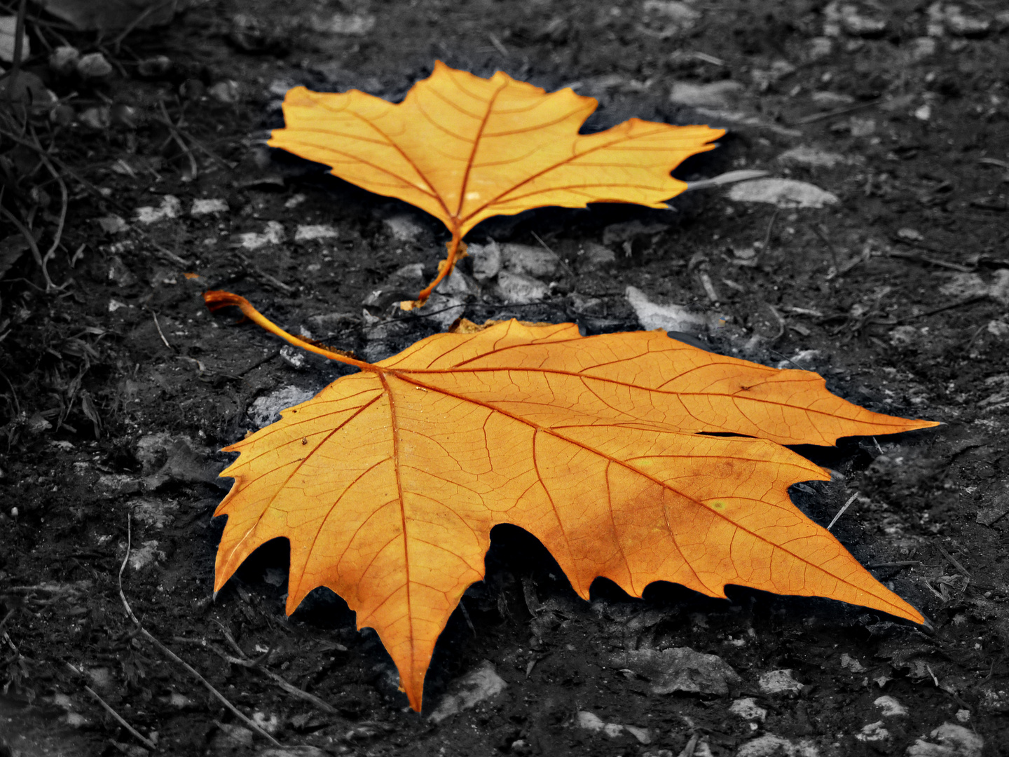 Herbstbätter