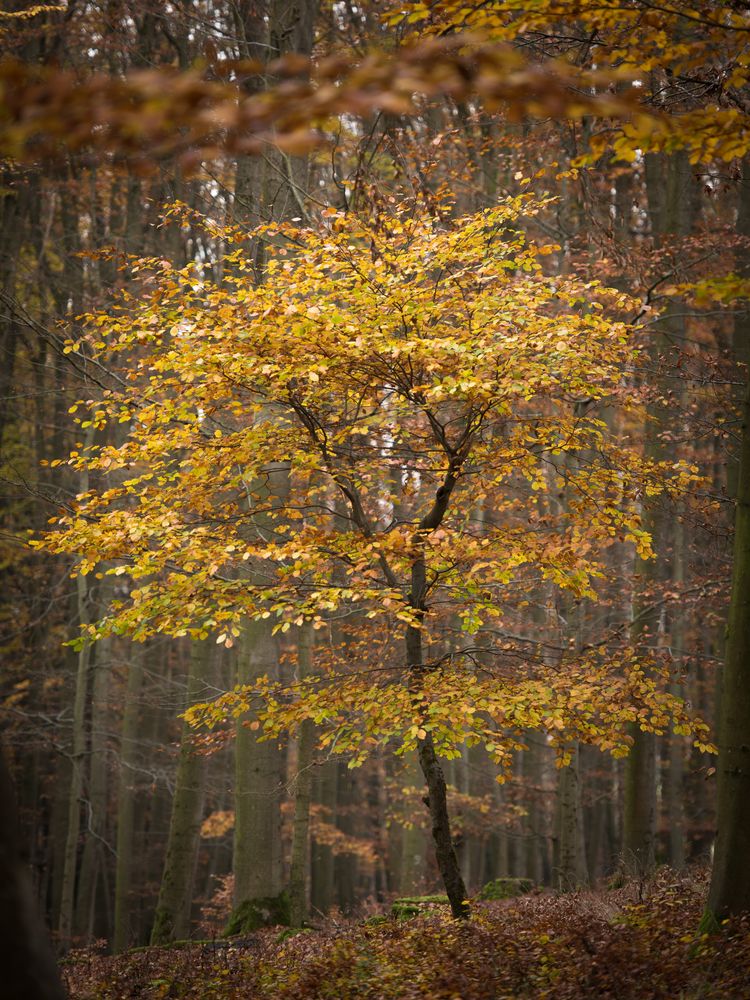  Herbstbäumchen