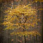  Herbstbäumchen