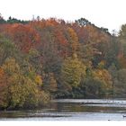 Herbstbäume 