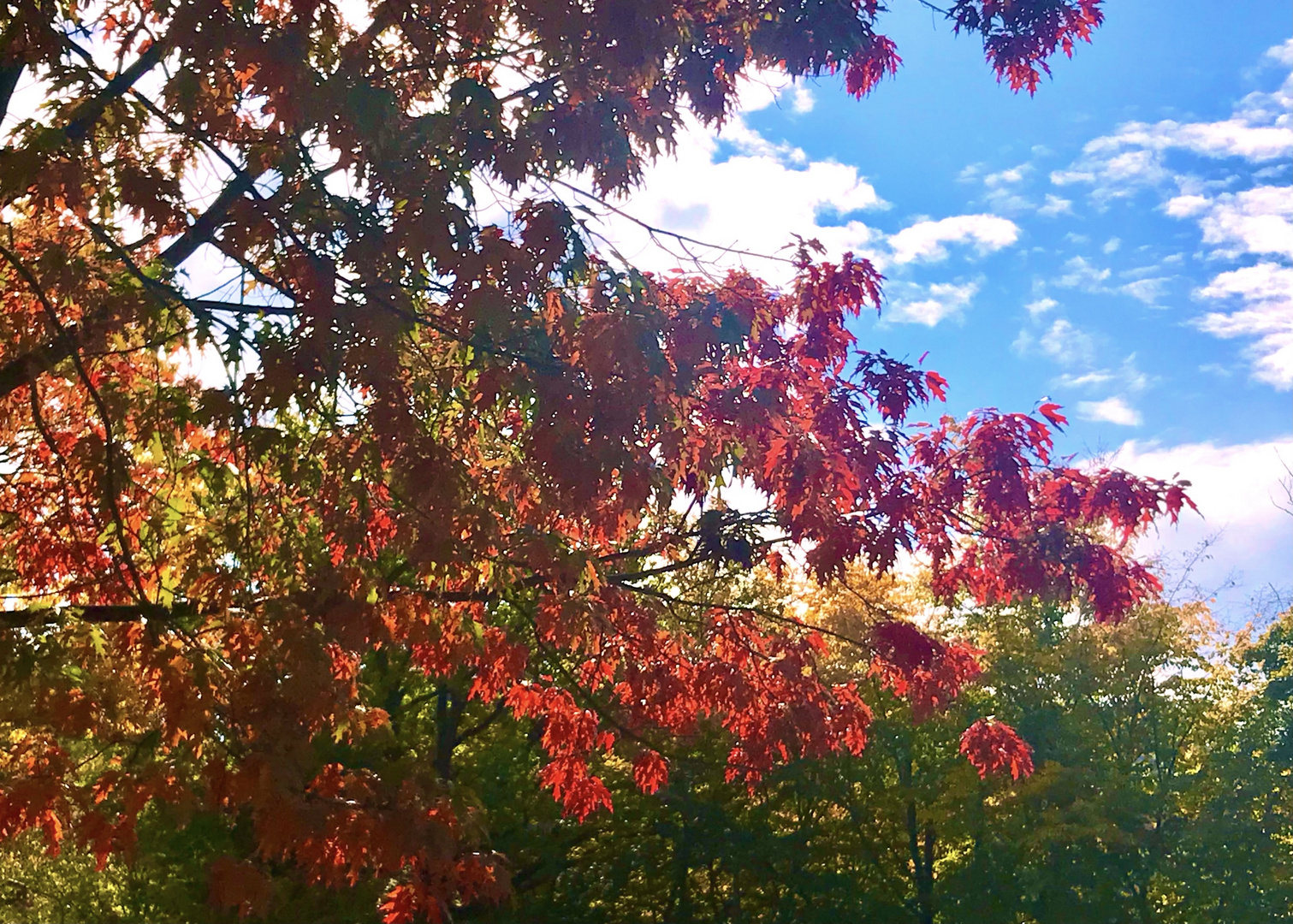 Herbstbäume