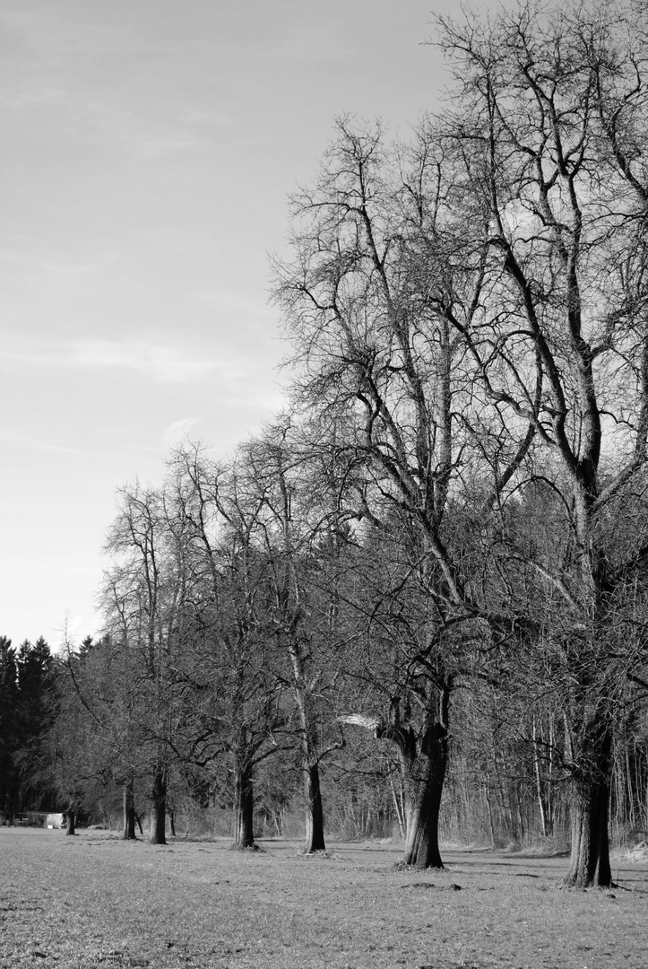 Herbst_Bäume