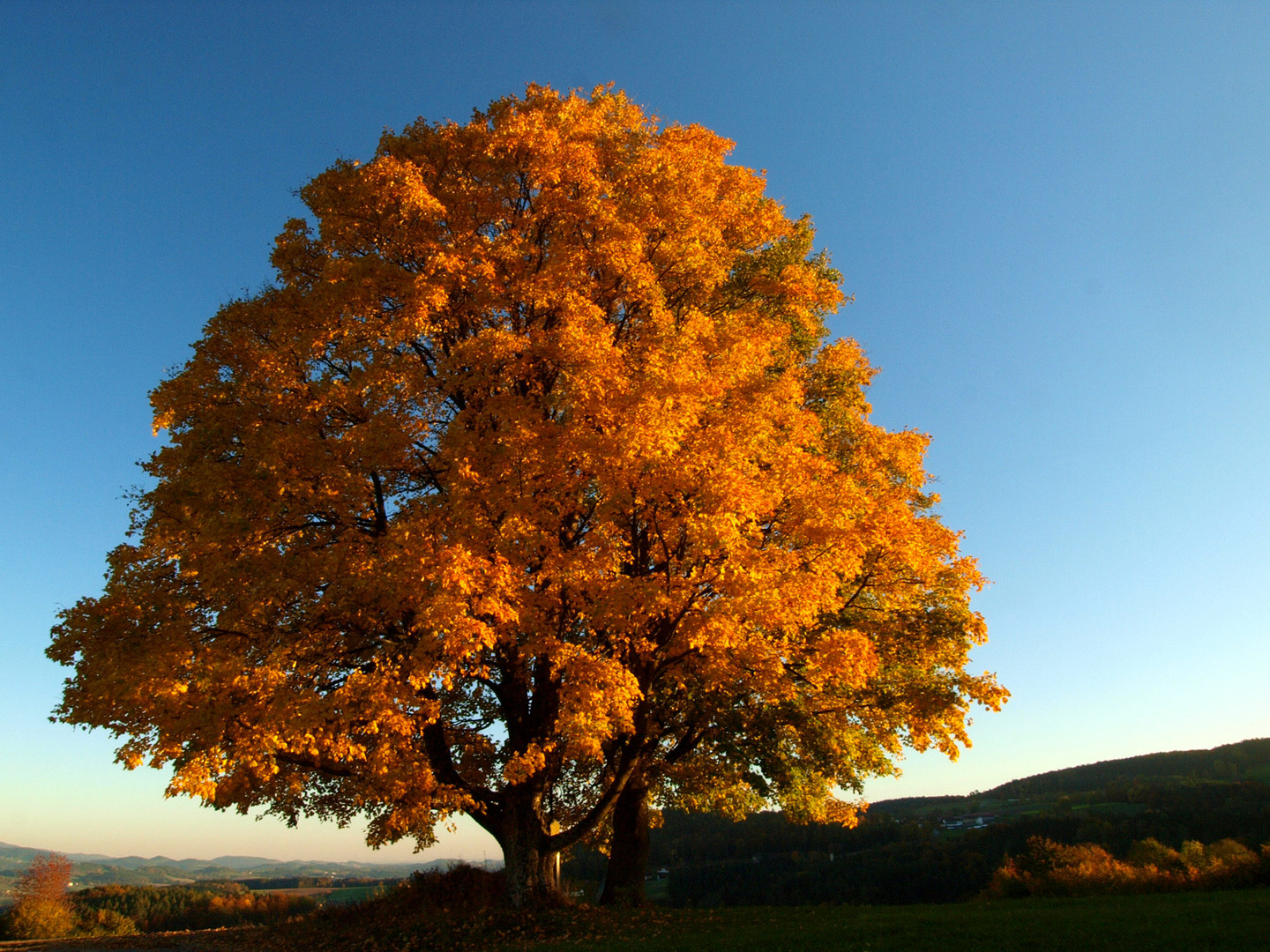 Herbstbäume . . .