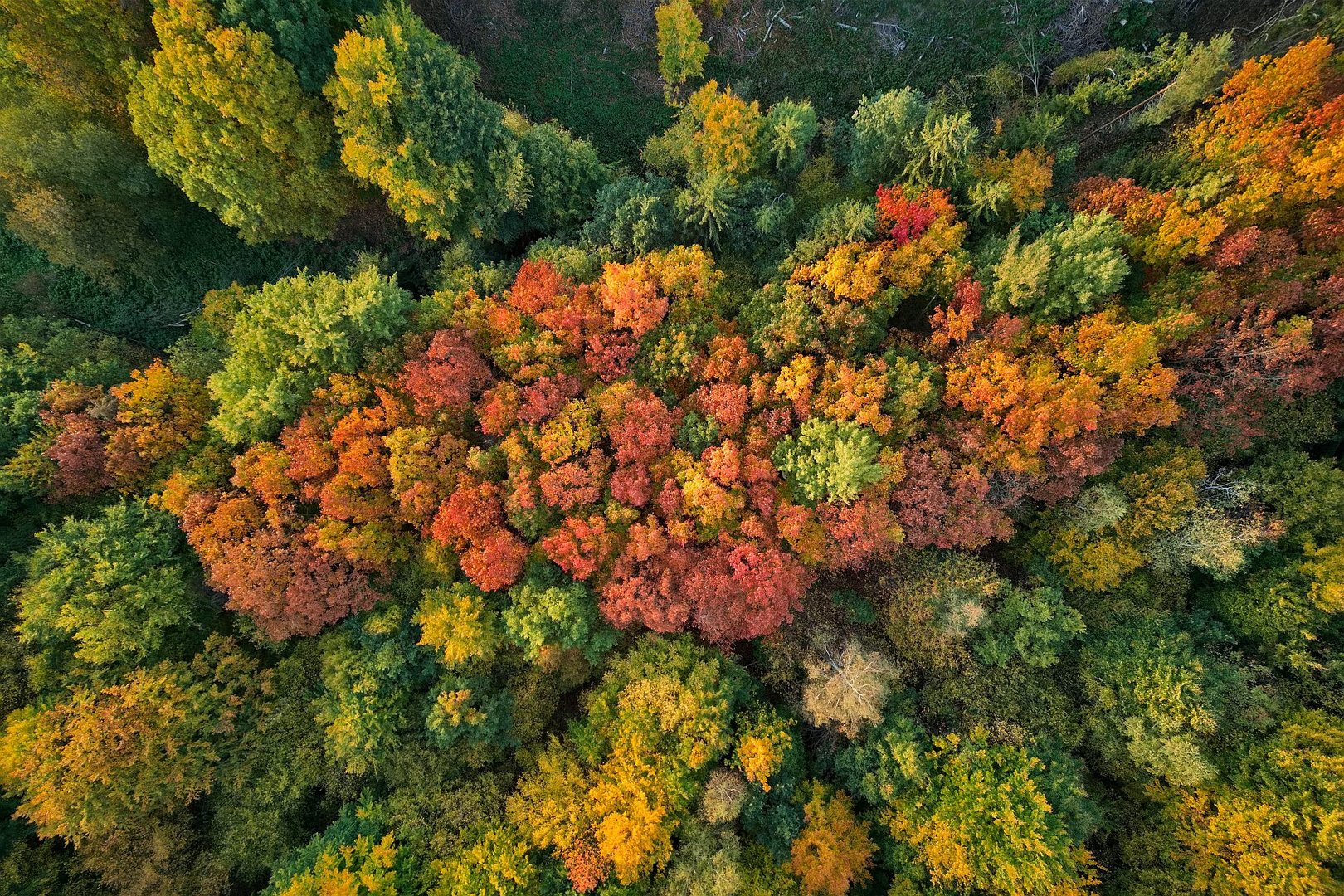 Herbstbäume