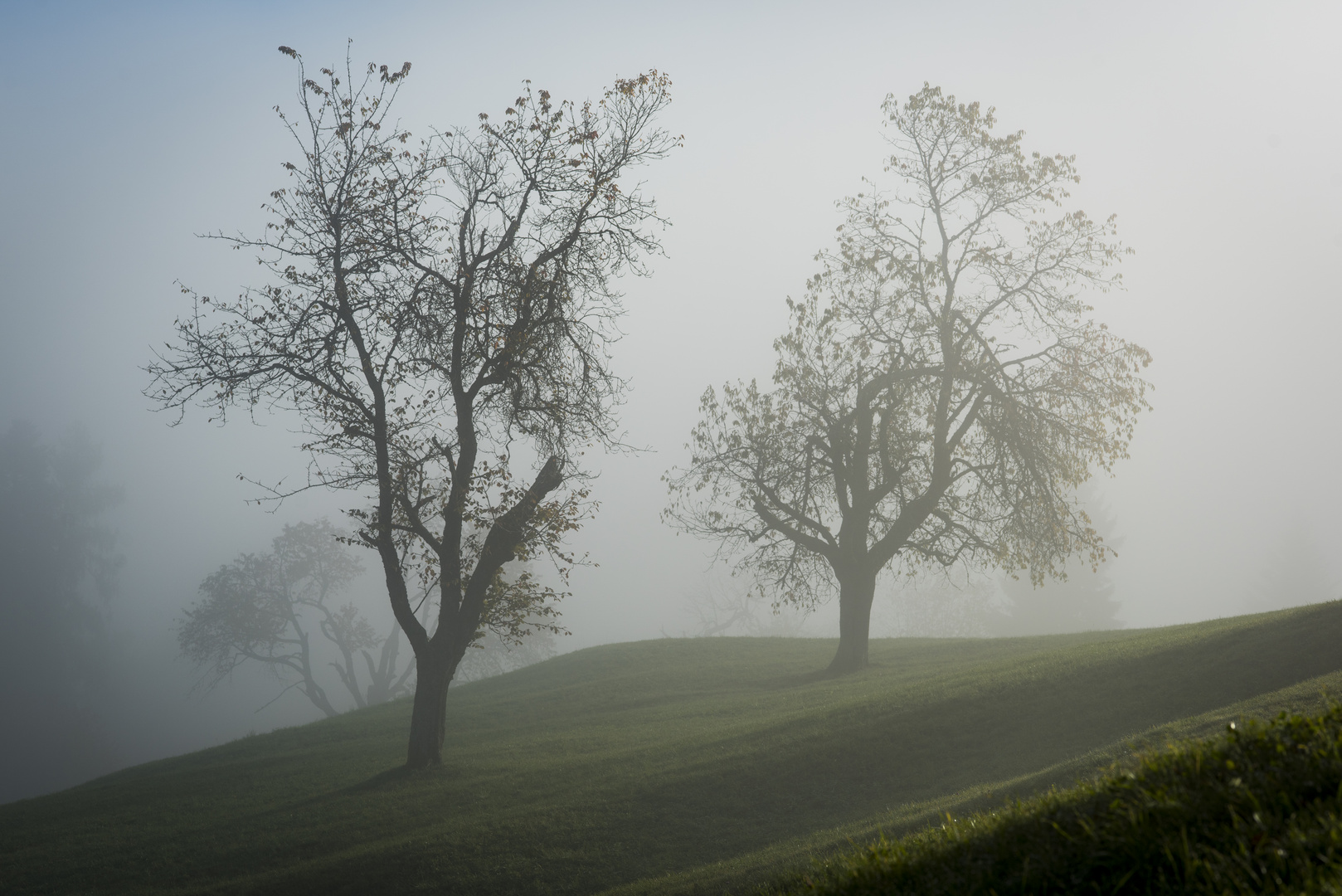 Herbstbäume