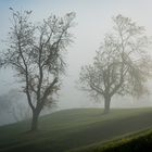 Herbstbäume