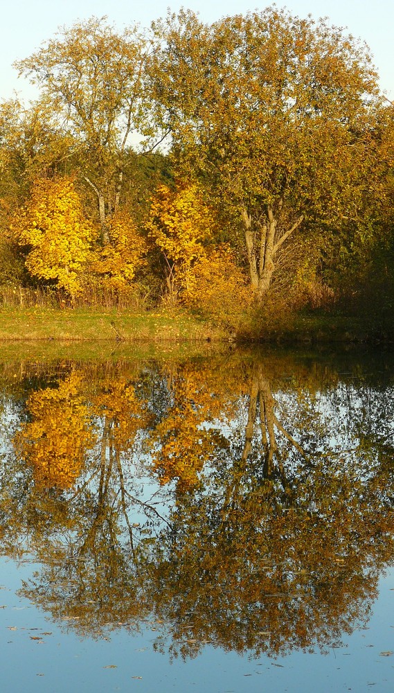 Herbstbäume