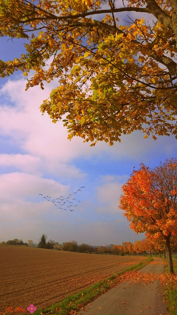 Herbstbäume