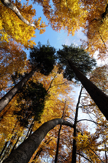 Herbstbäume