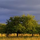 Herbstbäume