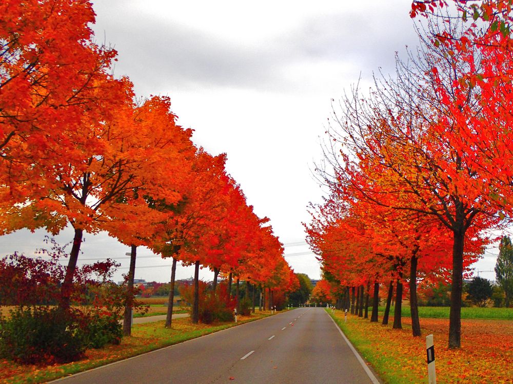 Herbstbäume