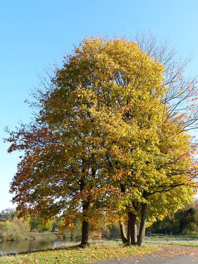 Herbstbäume