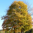 Herbstbäume