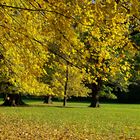 Herbstbäume