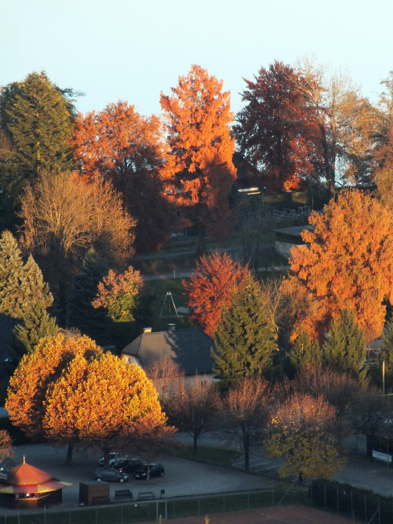 Herbstbäume