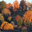 Herbstbäume