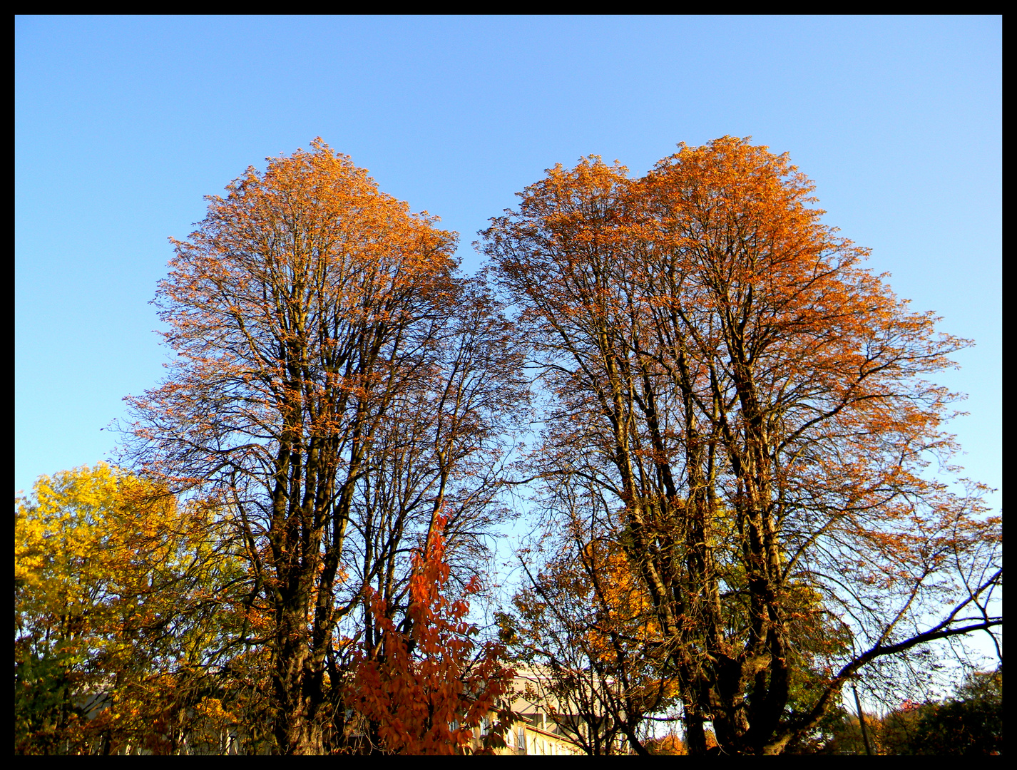 Herbstbäume