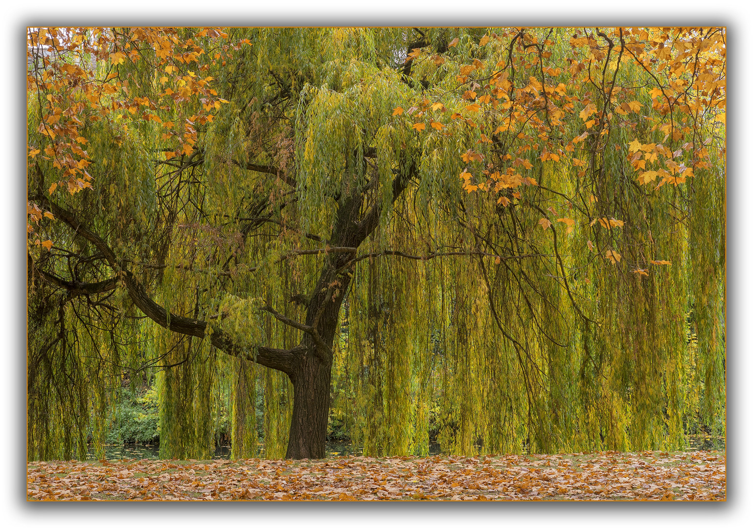 Herbstbäume