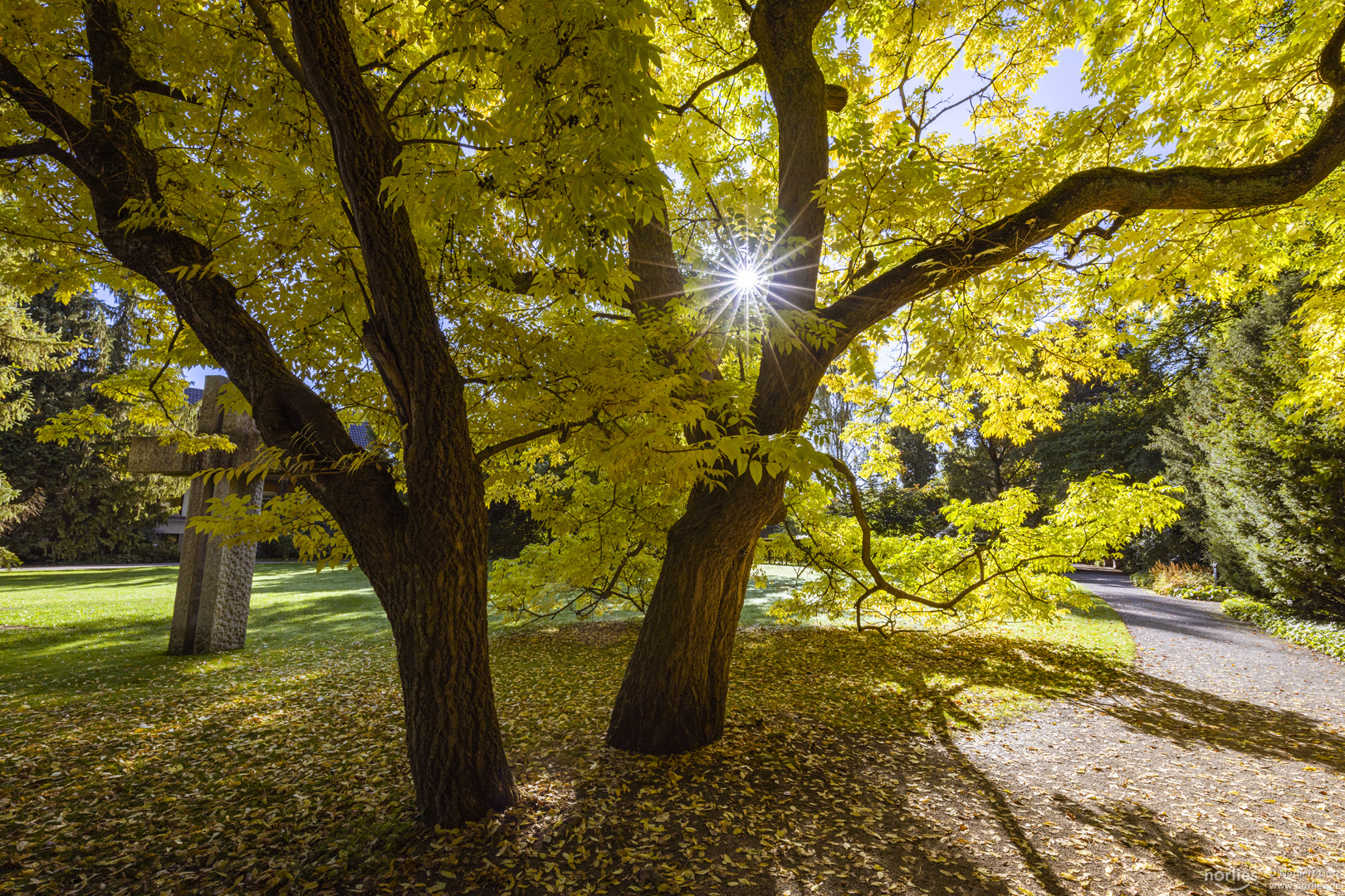 Herbstbäume