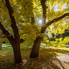 Herbstbäume