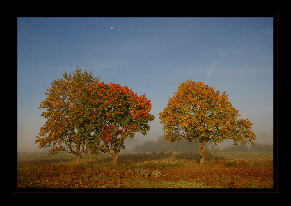 Herbstbäume