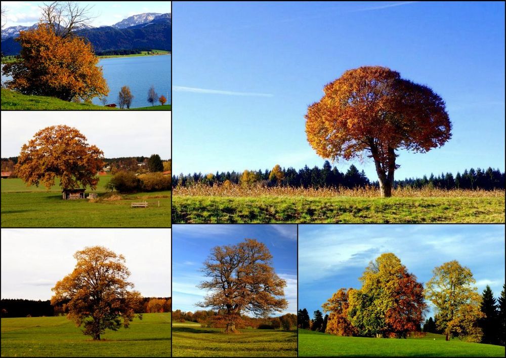 Herbstbäume