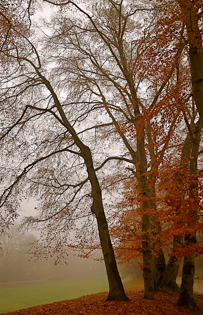 Herbstbäume