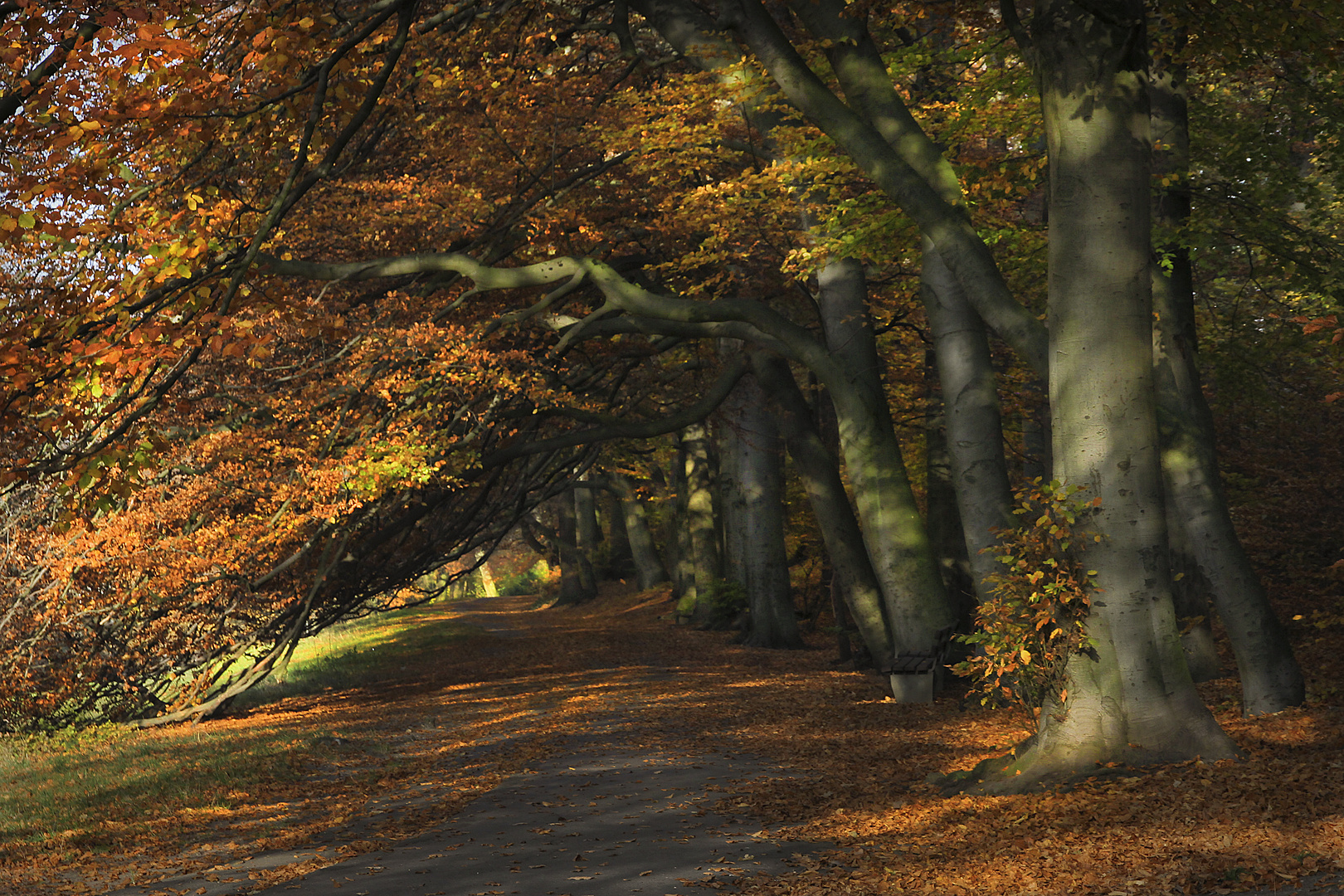 Herbstbäume