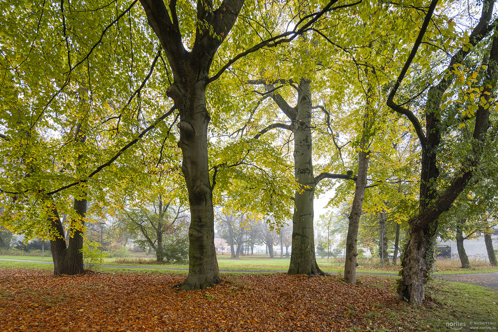 Herbstbäume