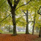 Herbstbäume