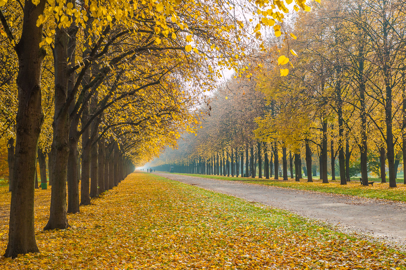 Herbstbäume