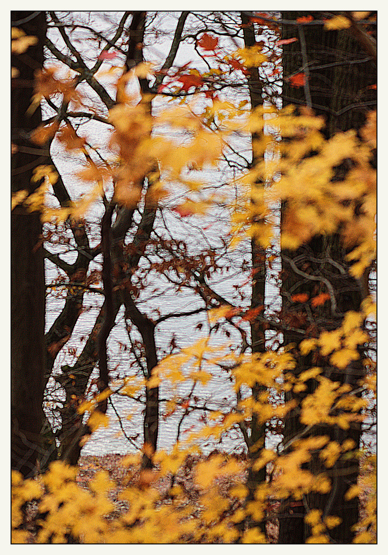 Herbstbäume am Edersee (hintergründig)