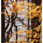 Herbstbäume am Edersee (hintergründig)