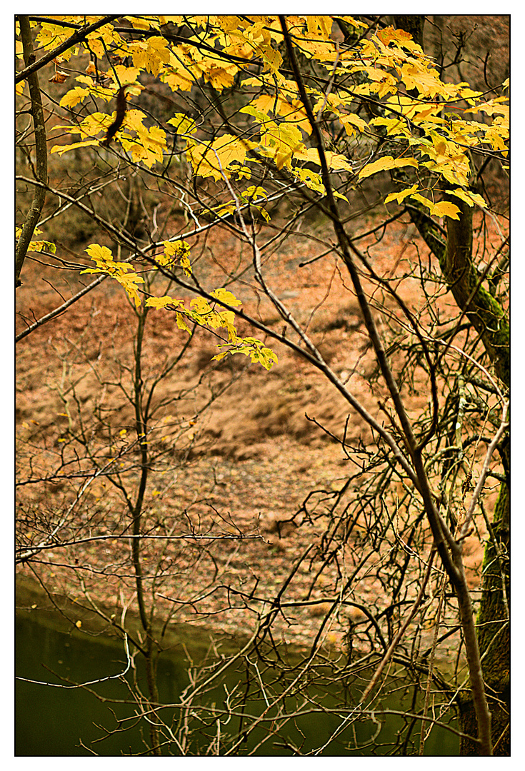 Herbstbäume am Edersee (vordergründig)